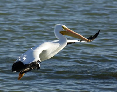 Final Approach / White Pelican