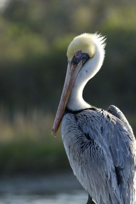 Pelican Portrait