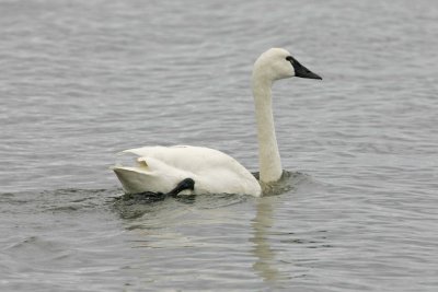 Tundra Swan