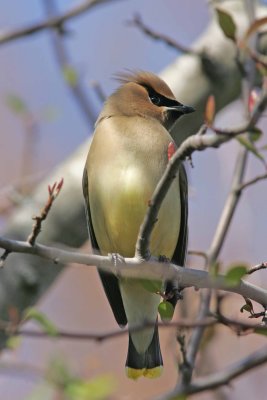 Pipits, Waxwings and Silky-flycatchers
