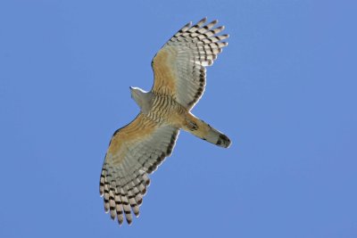 Pacific Baza (Crested Hawk)
