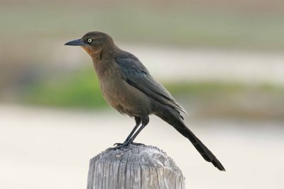 Great-tailed Grackle