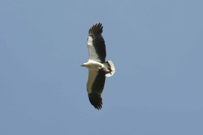 White-bellied Sea-eagle