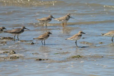 Greater and Lesser Sand Plover
