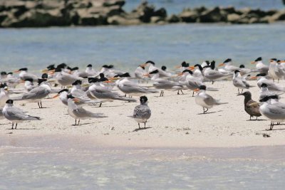 Lesser and greater Crested Tern