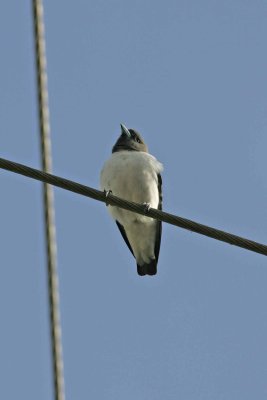 White-breasted Wood-swallow
