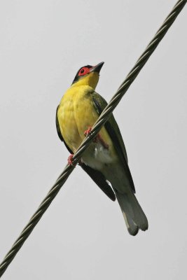 Yellow Figbird