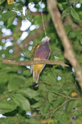 Wompoo Fruit-Dove