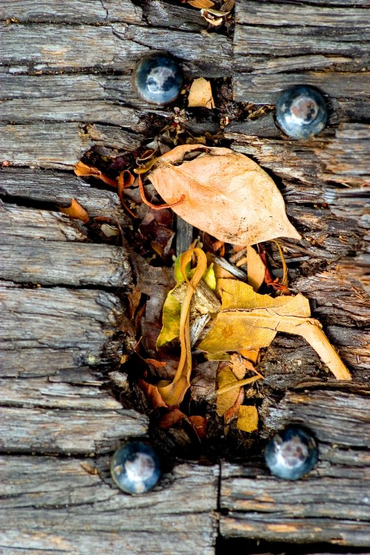 Timber decking Southbank Park. Contrasting textures make this photo.