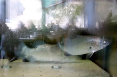 Fish awaiting their fate in a restaurant. Diners' reflections