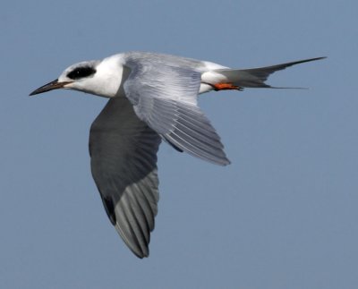 Forster's Tern