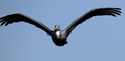 Brown Pelican