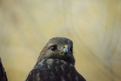 Redshoulder Hawk