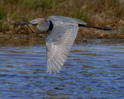 Reddish Egret