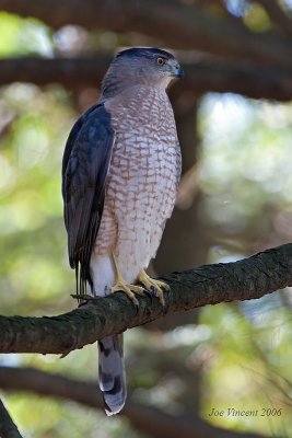 Coopers Hawk