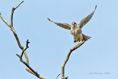 American Kestrel