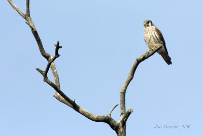 American Kestrel