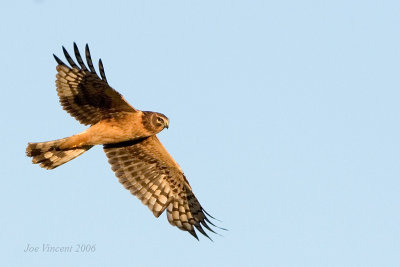 Norther Harrier