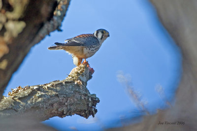 American Kestrel with mouse