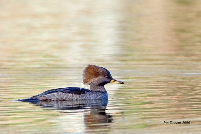 Hooded Merganser