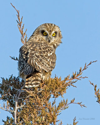 Short Eared Owl