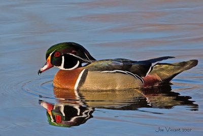 Wood Duck