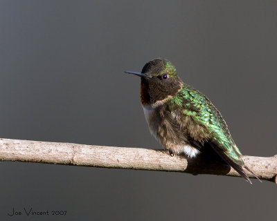 Rubythroated Hummingbird