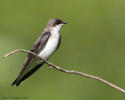 Tree Swallow