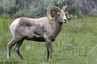 Bighorn Sheep