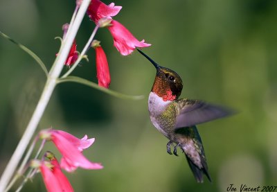 Rubythroated Hummingbird