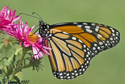 Monarch Butterfly