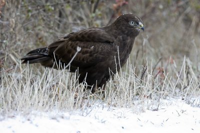 Dark Morph Rough Legged Hawk