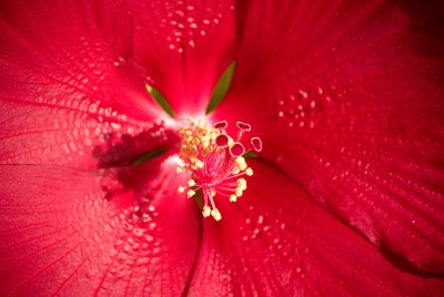 Hibiscus Flower