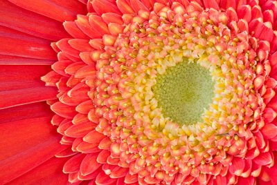 Gerbera