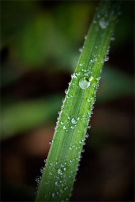 Dewdrops