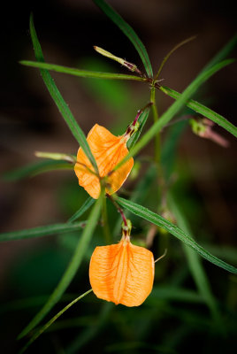 Tiny Orange