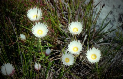 Paper Daisies