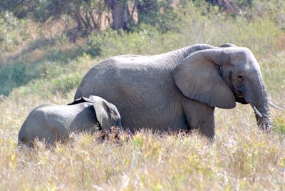 Mother and calf