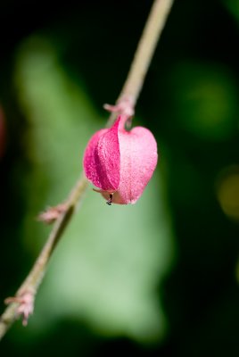 Antignon Flower