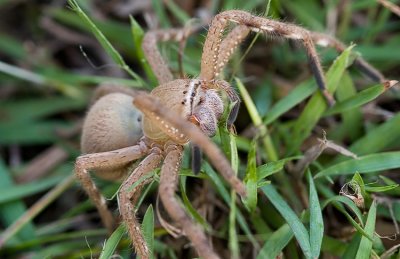 Garden Spider