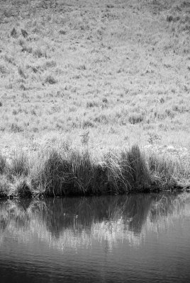 Wave of Grass