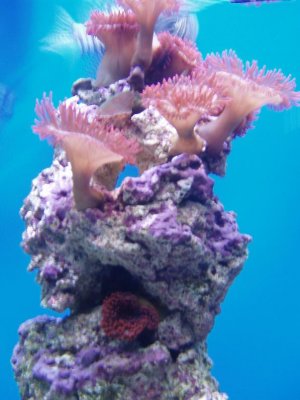 Coral, Aquarium