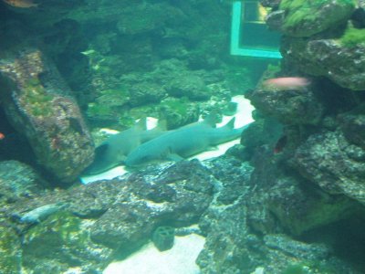 Sharks, Aquarium