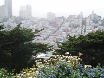 Flower and the City