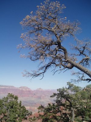 Tree and Canyon
