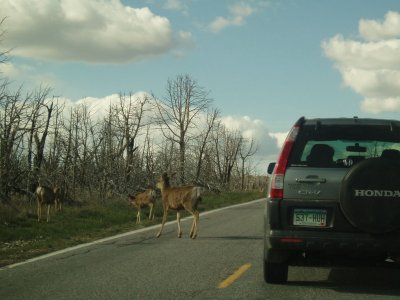 Deers crossing the Road