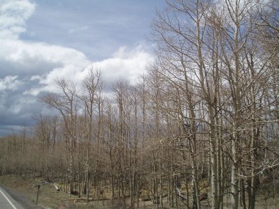 Forest, still no Leaves in middle April, UT