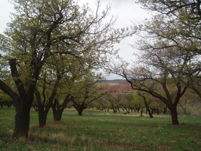 Trees - Capitol Reef
