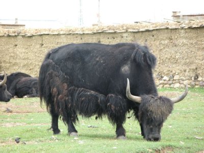 The most important Animal of Tibet: Yak