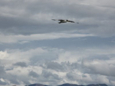 I wish I could be a bird, flying over Namtso